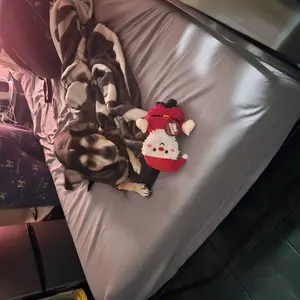 Product Review of Zesty Paws Probiotic Bites for Dogs - Canine Nutritional Supplement with Six Probiotics for Gut Health & Immune Function from L** P**a