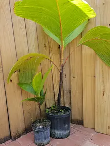 RARE LIVE PLANT 2ft Verschaffeltia splendida - Stilt Palm - Latanier Latte