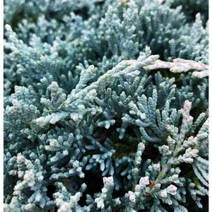 Rooted Conifer Bundle