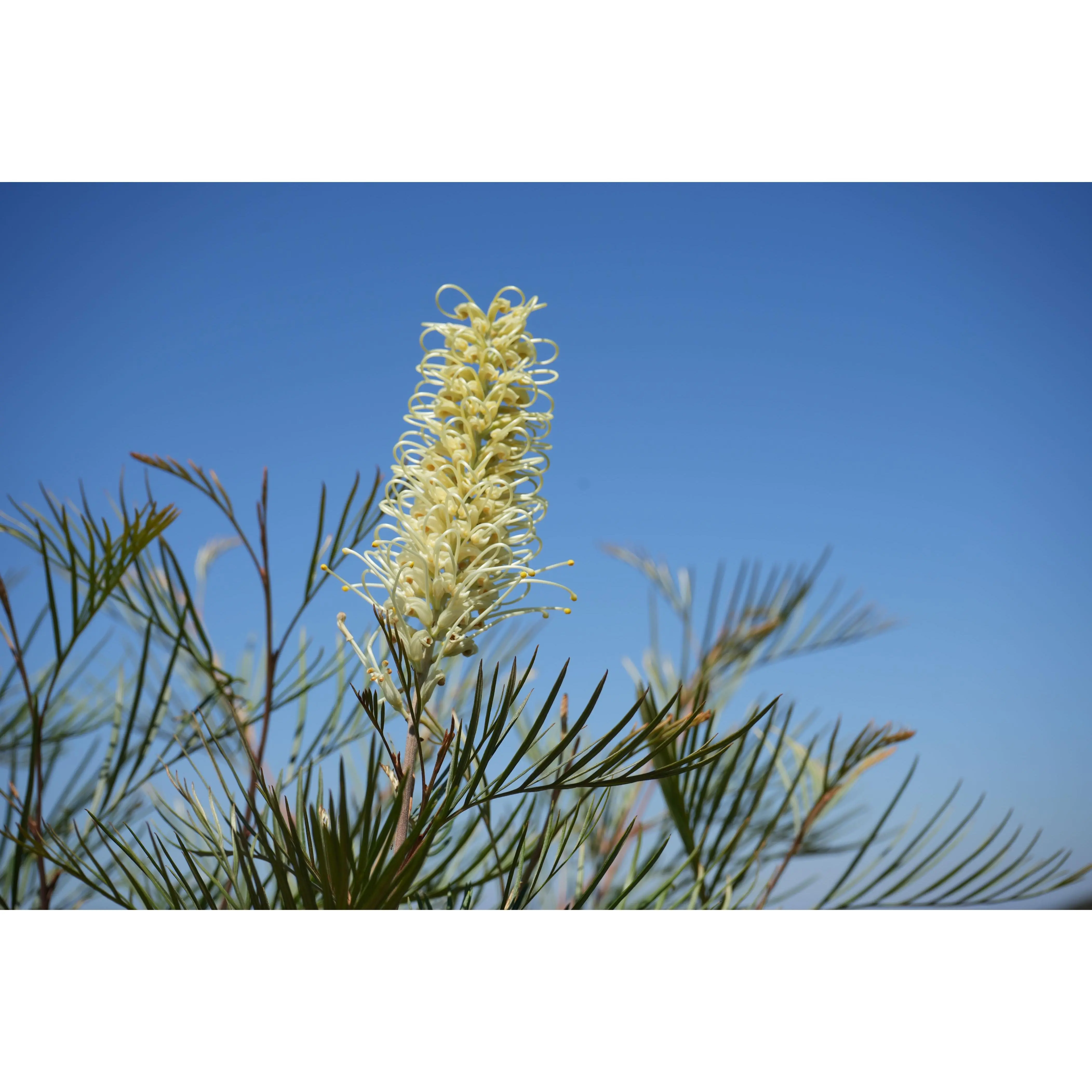 Grevillea 'Moonlight': A Silvery-White Spectacle