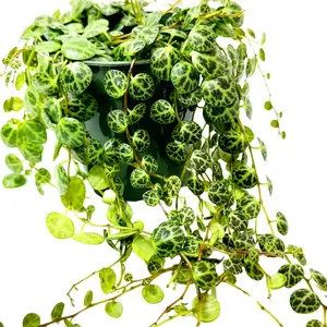 String of Turtles 3" Plant - Live Houseplant in Potting Soil for Indoor Decor, Perfect for Gifts and Unique Greenery - Decorative