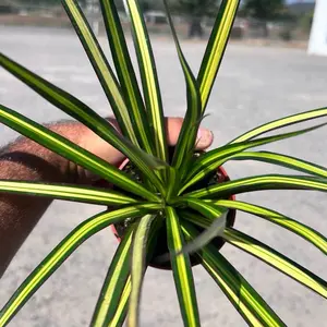 Dracaena Kiwi 'Tip' | Easy Indoor Plant | 4” Pot