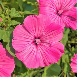 TomorrowSeeds - Pink Rose Mallow Seeds -  Malva Trimestris Annual Hibiscus Common Tree Mallows French Hollyhock Flower Seed For 2024 Season