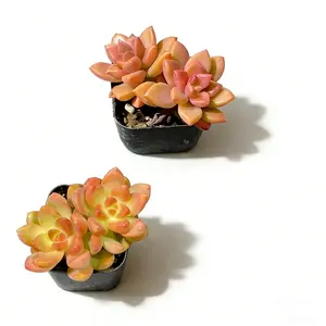 2 Inch Succulent Pair Featuring Rosy Graptosedum Alpenglow Color Changing Leaves and Golden Glow Sedum Adolphi Sun Kissed Yellow Orange Foliage Combo  plant