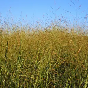 Switchgrass Seeds - Native Perennial Grass Seeds