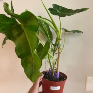 6” Philodendron Paraiso Verde
