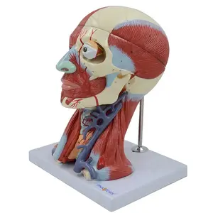 Human Head Muscles and Brain Model (10 Parts)