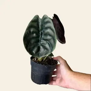Pablo's Plants Alocasia Cuprea 'Red Secret- 4.5"