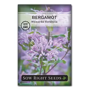 Bergamot (Bee Balm)