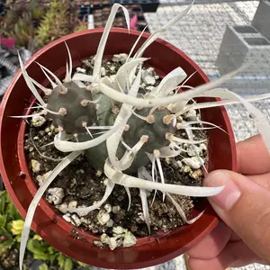 Live cactus - Paper spine cactus