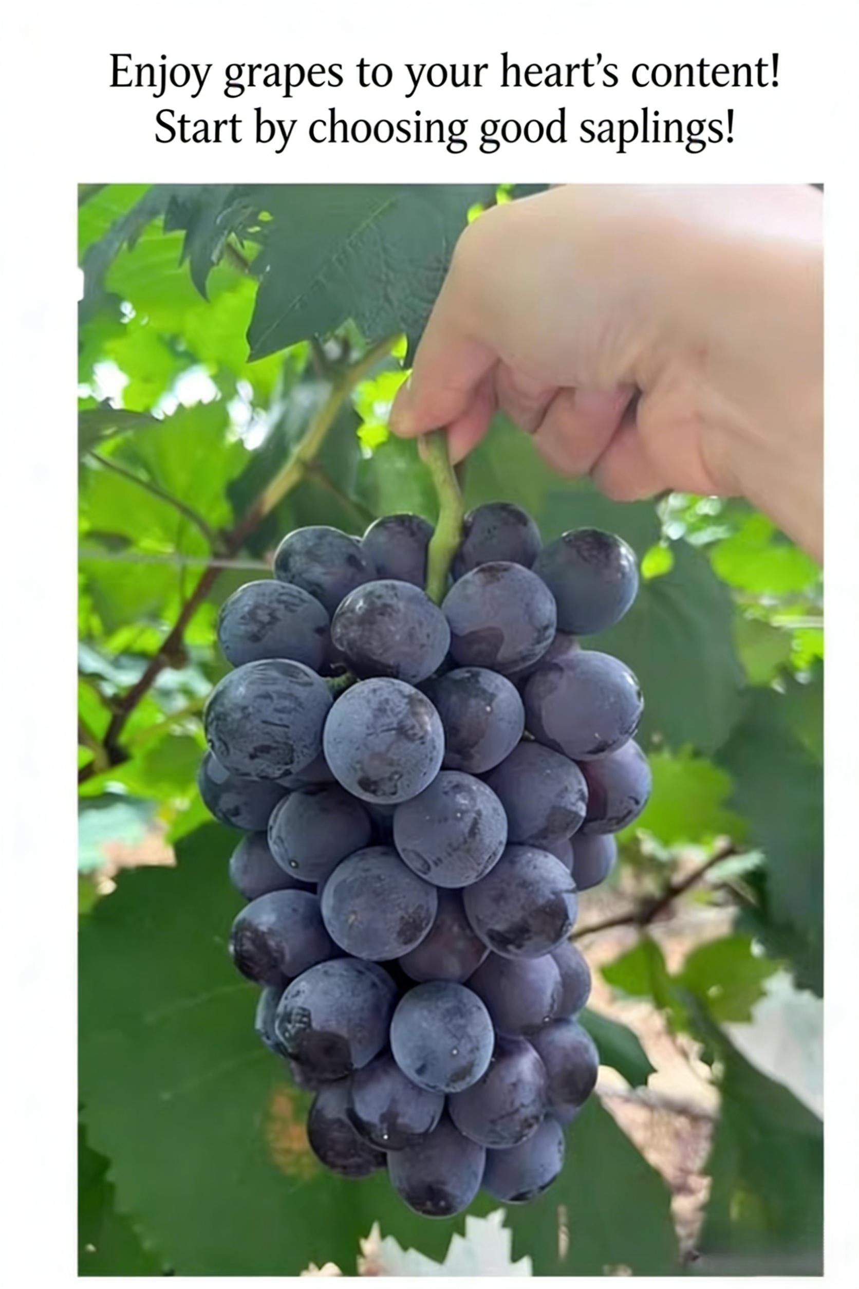 Kyoho Grape Vine Starter Plant – Big Juicy Purple Table Grapes for Backyard Garden, Climbing Fruit Vine for Trellis, Pergola & Patio Containers Kyoho Grape Vine Starter Plant – Big Juicy Purple Table Grapes for Backyard Garden, Climbing Fruit Vine for Trellis, Pergola & Patio Containers
