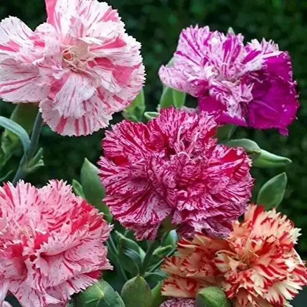 1000+ Multicolor Mixed Clove Carnation Seeds - Non-GMO Heirloom, Open-Pollinated for 24 Inches Beautiful Blooms in Cut Flower Gardens