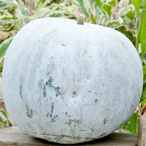 3 to 100 Gourd Seeds for Planting - Giant Wax -Non-Gmo, Heirloom - Farm & Vegetable Garden