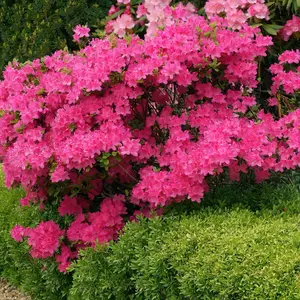 FlorAmore Hot Pink Reblooming Azalea - 4" Pot