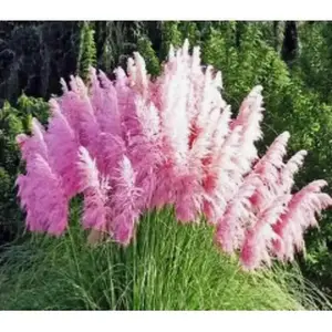Pink Pampas - Ornamental Grass Seeds-,Perennial