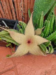 Starfish Stapelia Grandflora Succulent plant
