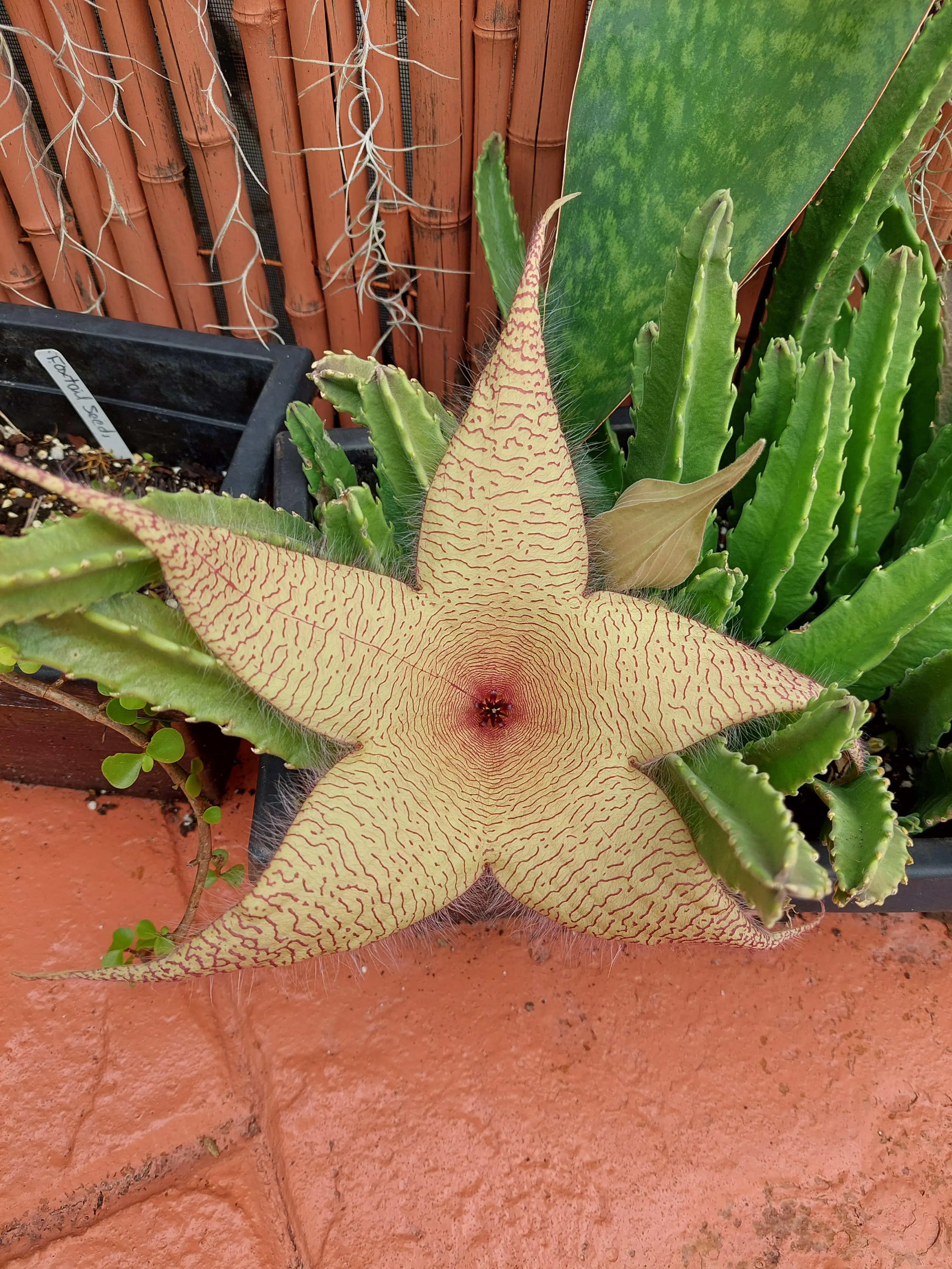 Starfish Stapelia Grandflora Succulent plant Starfish Stapelia Grandflora Succulent plant