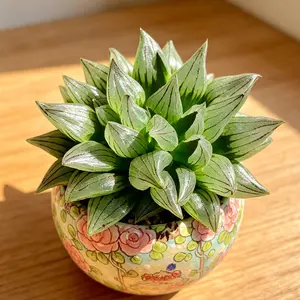 Haworthia Magnifica v.atrofusca  Crystal-Clear Green Succulent – Festive Décor & Gift for a Cozy, Healing Home Atmosphere