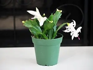 White Christmas Cactus Plant - Zygocactus - 4" Pot