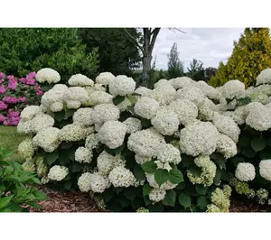 Roberta's 1 pc. Storm Proof Incrediball Hydrangea