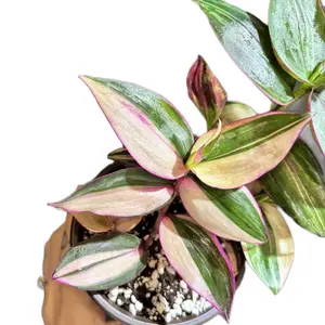 Tradescantia mundula variegata 'Tricolor’ Live Houseplant