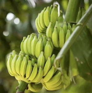 5 Real Banana Seeds - Natural Darjeeling Tree Seeds for Growing Real Bananas, High Quality and Versatile for Planting and Care