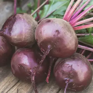 Heirloom Early Wonder Beet Seeds - Organic and Regenerative Gardening Seeds