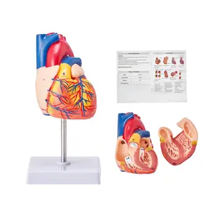 fathersdaygift VEVOR Human Heart Model, 2-Part 1: 1 Life Size, Anatomically Accurate Numbered Anatomical Heart Model with Anatomically Correct Structures, Magnetic Design, Held Together on Display Base for Learning