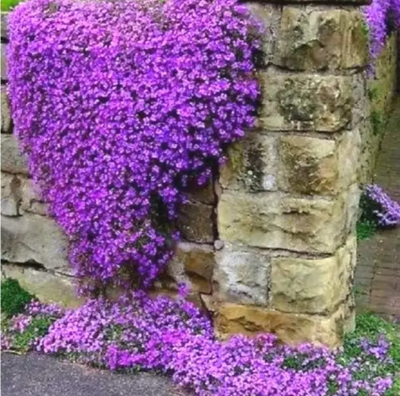 Groundcover ROCK CRESS PURPLE Fragrant Honey Bees Rock Gardens  1000 Seeds