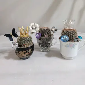 One Tiny tea Cactus Live Plant in soil and vintage tea cup Planter with decorations package