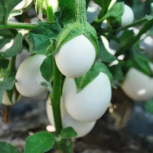 Unique Japanese White Eggplant Seeds – Non-GMO, Easy-to-Grow Heirloom Asian Vegetable – Compact, High-Yield, Mild & Tender Fruits for Garden or Containers