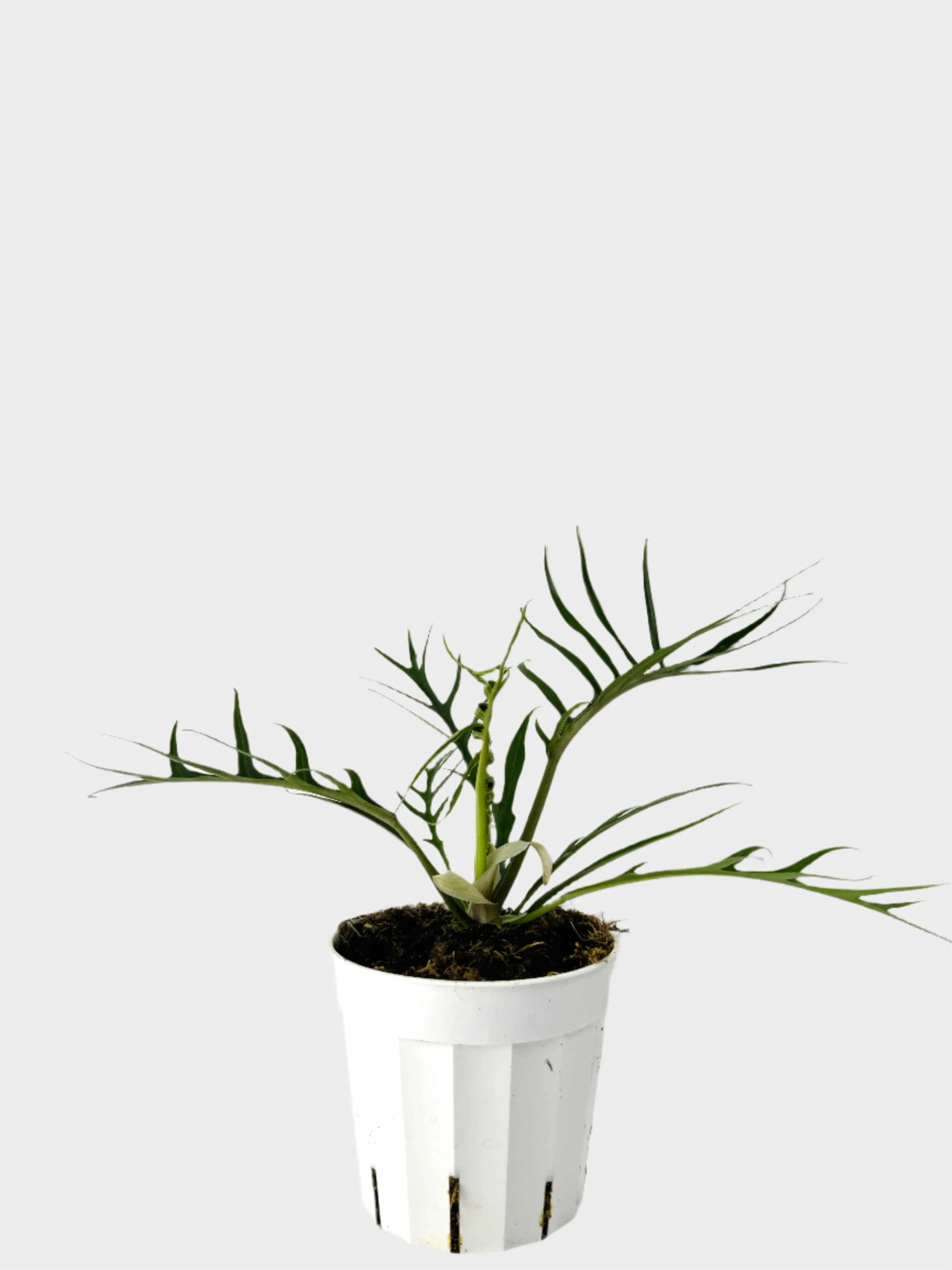 Philodendron Tortum - Fern-leaf Philodendron from Brazil - Rare Tropical Plant with Fern and Palm Aesthetics - Ideal for Collectors or Minimalist Interiors