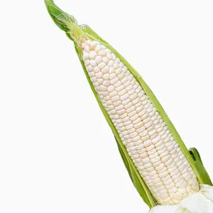 Waxy Corn (Sweet Corn Variety) & Sticky Bap NEP Seeds, 300 Fast-Growing Edible Seeds for Garden Raised Beds, Vertical Planting