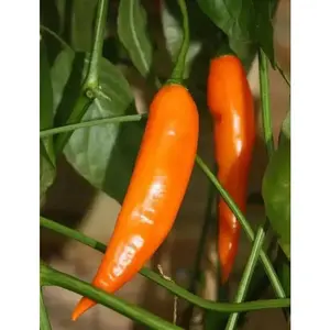 Pepper Seed - Aji Amarillo, From Peru