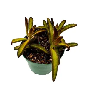 BubbleBlooms Chocolate Solider Succulent, 4 inch Panda Plant, Velvet Leaf kalanchoe