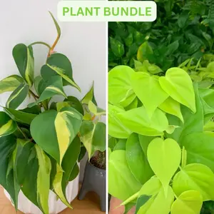 Home decoration philodendron 4inch plant bundle Nature