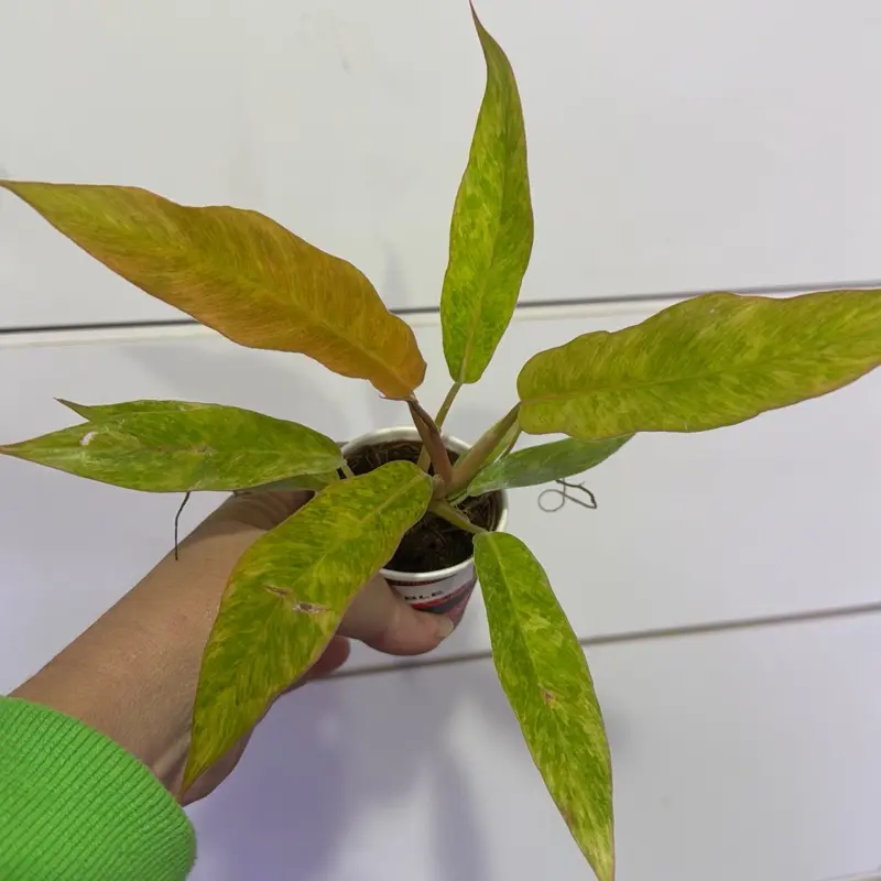 ashwagandha plant Ashwagandha Plant (Withania somnifera) Plants  The Farm On Central