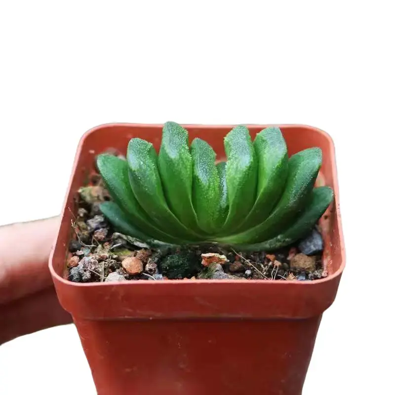 Live Haworthia Truncata Jade Fan Succulent, Rare Window Leaf Indoor House Plant, Easy-Care Compact & Tidy Desktop Decor for Bookshelf, Window Sill & Collector Enthusiasts, High Survival Rate Mini Ornamental Plant