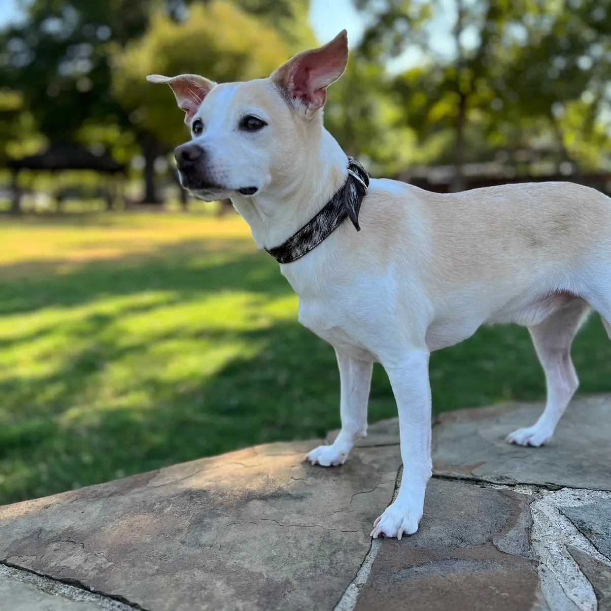 Cowhide dog collar