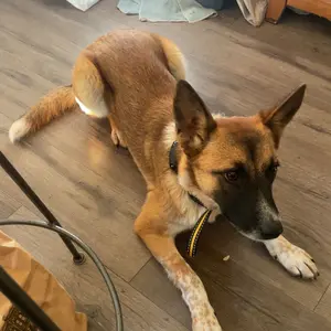 Dog Shock Collar with Remote Control 3300Ft for Small Medium Large Dogs 10-120lbs Durable Nylon Straps Ideal for Training Behavior Support