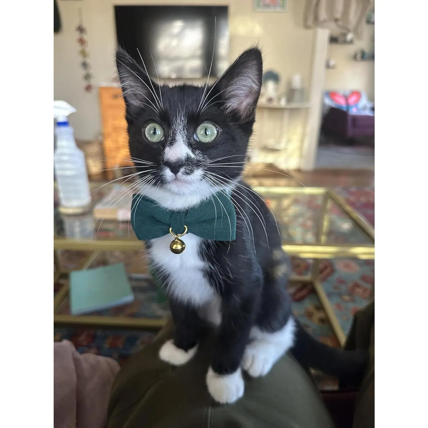 2 Pack Soft Corduroy Cat Collars with Bow Tie & Bell, Adjustable Breakaway Cotton Kitty Bowtie Collar for Girl Boy Kitten (Orange & Green) 2 Pack Soft Corduroy Cat Collars with Bow Tie & Bell, Adjustable Breakaway Cotton Kitty Bowtie Collar for Girl Boy Kitten (Orange & Green)