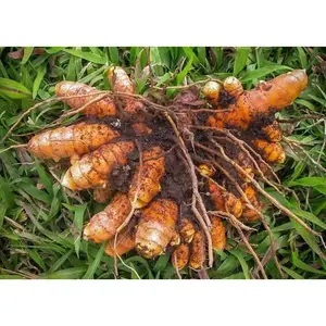 YELLOW Turmeric (rhizome)  Plant Indoors or OUTDOOR