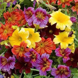 300 Chilean Morning Glory Seeds – Large, Mixed-Color Trumpet Blooms with Velvet Shine, Perennial Beauty for Long-Lasting Garden Color