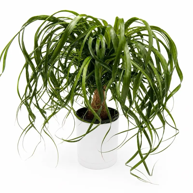 Ponytail Palm 6" Pot - Indoor House Plant for Home Decor Care Instructions Bright Indirect Sunlight Pruning Tips