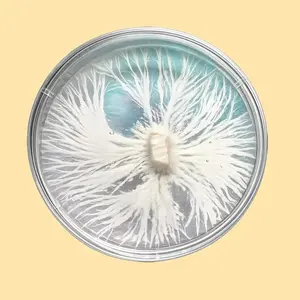 Colonized Agar Plate (Choose Your Genetic) Ideal for Scientific Research and Educational Use