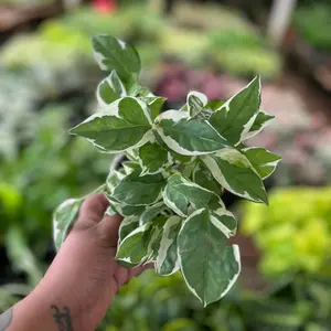 4” Pothos N Joy plant