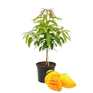 Grafted Mango Tree - Fresh Tropical Fruit Tree - Classic Premium Variety