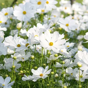 Purity White Cosmos Organic Seeds (Cosmos bipinnatus) – Classic white cosmos with delicate, feathery foliage. Blooms all season and thrives in poor soils.