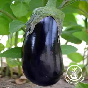 Eggplant Seeds - Black Beauty