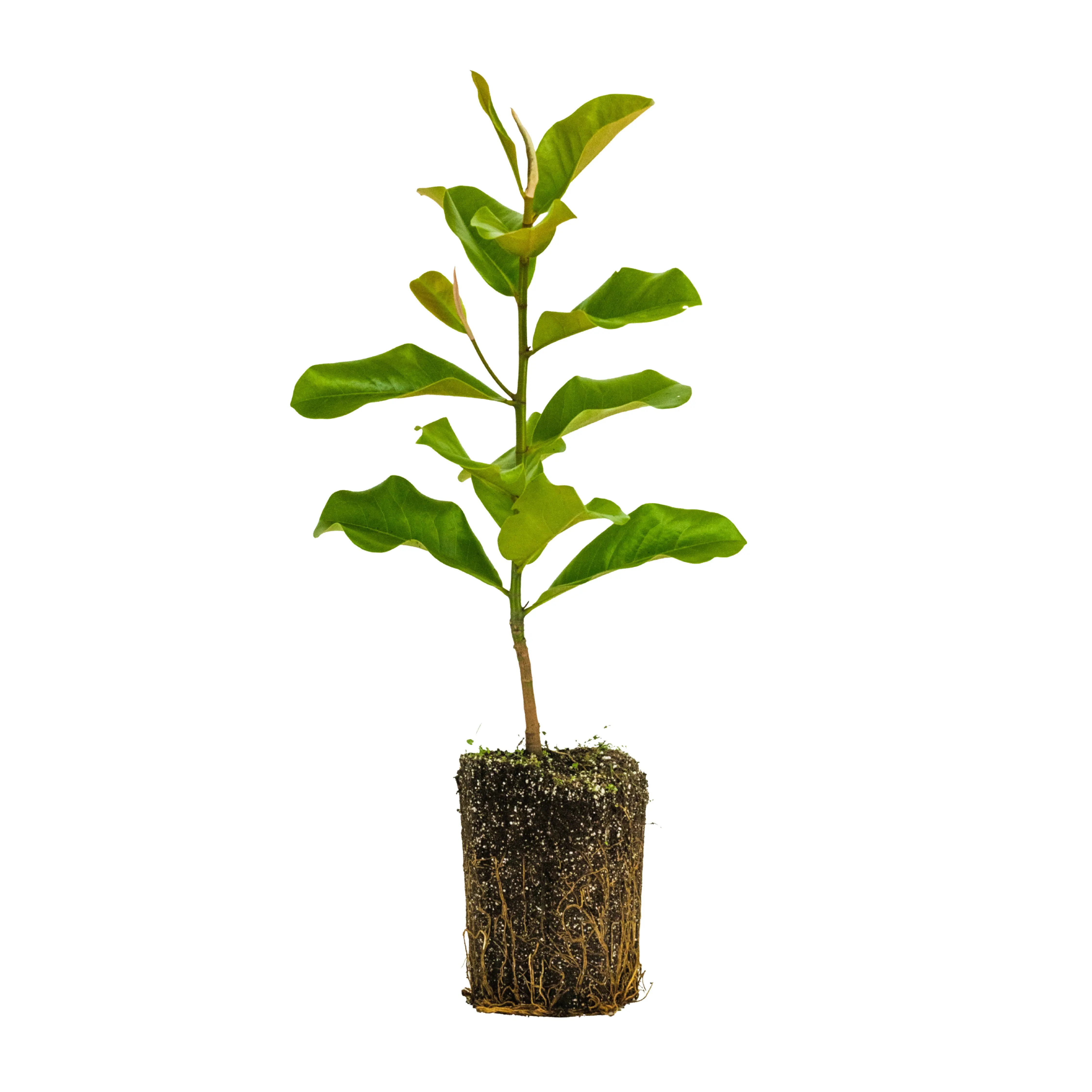 Southern Magnolia | XL Tree Seedling